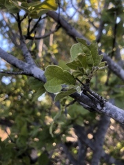 Afrocanthium gilfillanii