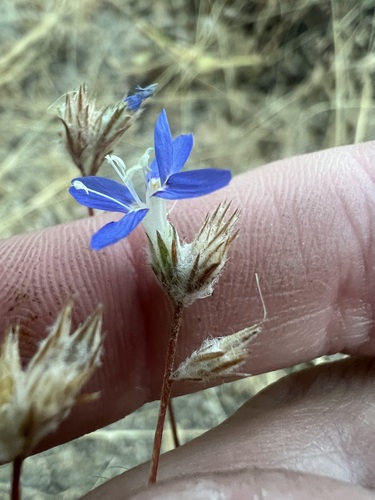 Image of Eriastrum sapphirinum by no rights reserved