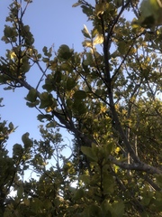 Afrocanthium gilfillanii
