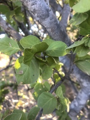 Afrocanthium gilfillanii