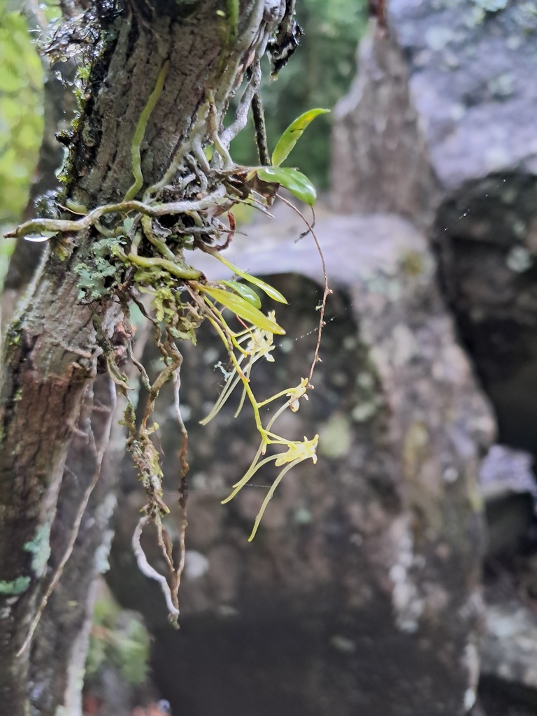 Mystacidium flanaganii