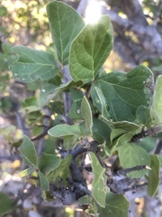 Afrocanthium gilfillanii