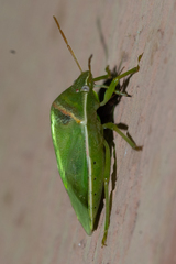 Piezodorus guildinii