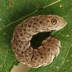 Proserpinus proserpina