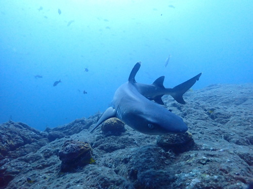 Whitetip reef shark