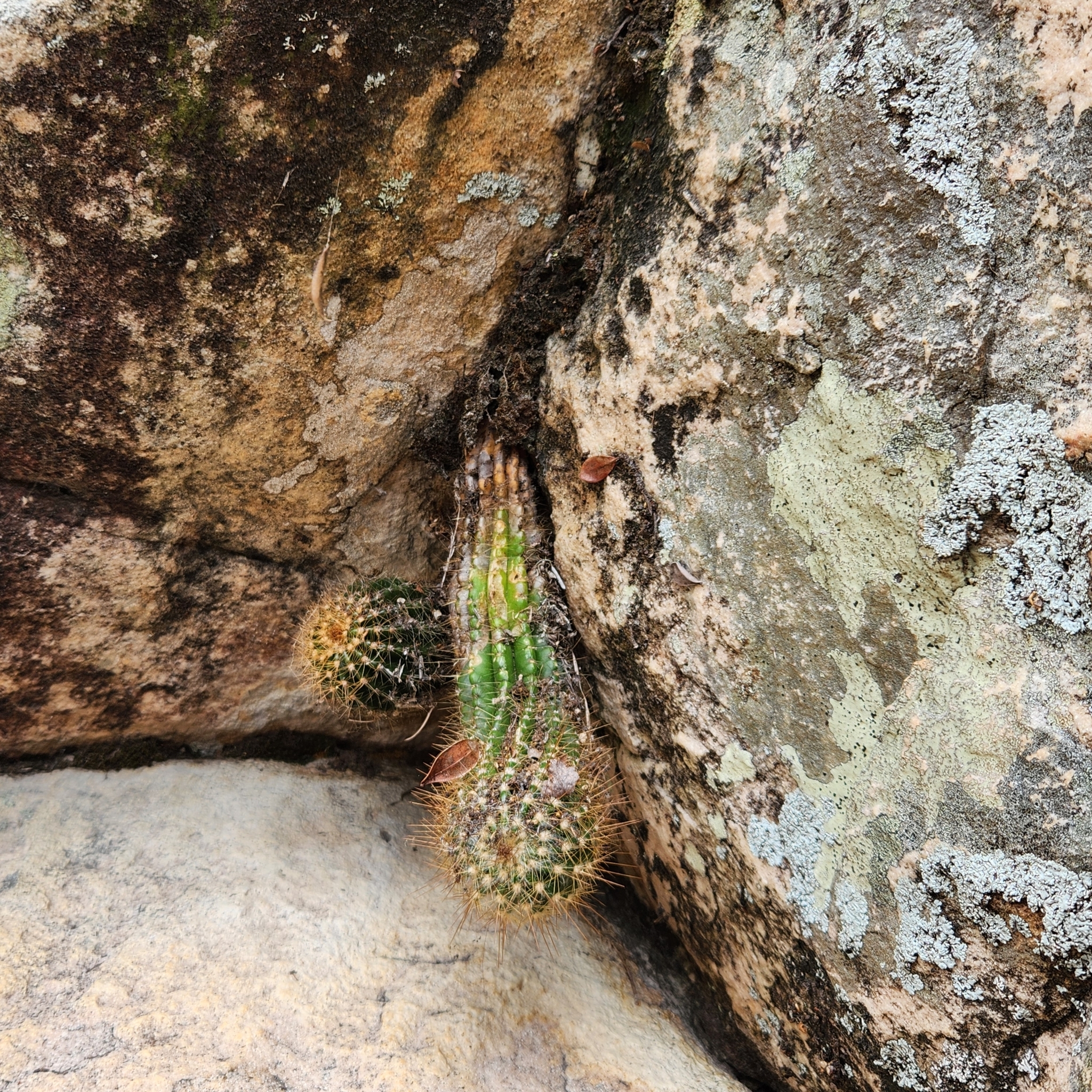 Arrojadoa bahiensis
