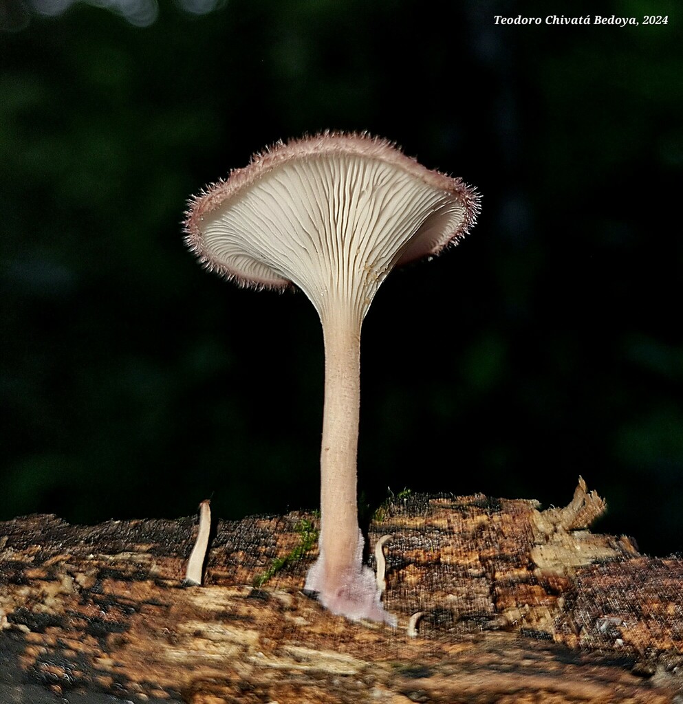Panus strigellus