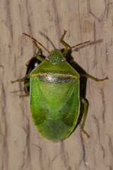 Piezodorus guildinii