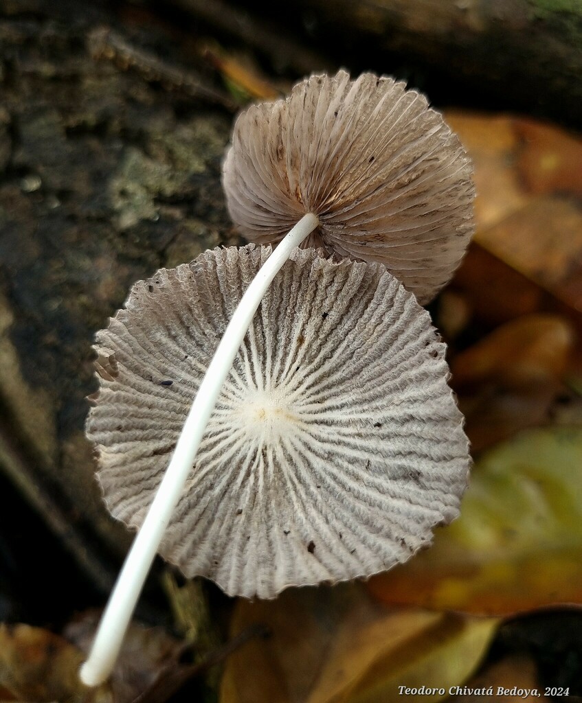 Coprinellus aureogranulatus · March 2024 · photo: © teodoro_chivatabedoya (iNaturalist, cc-by)