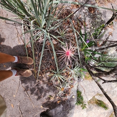 Sincoraea burle-marxii, photograph (c) Ana Carolina Carmona, some rights reserved (CC BY)