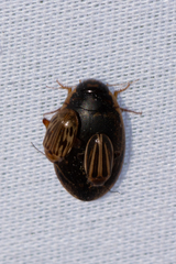 Thermonectus basillaris