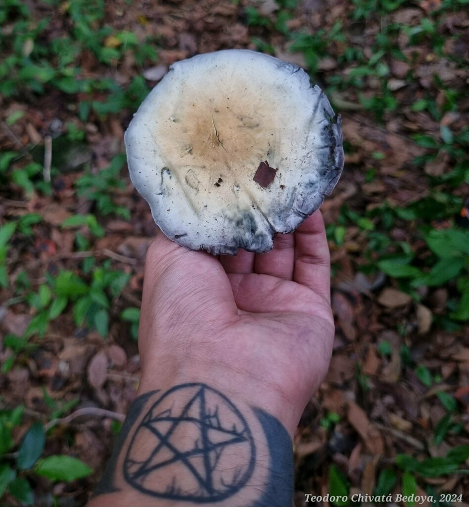 Psilocybe cubensis · March 2024 · photo: © teodoro_chivatabedoya (iNaturalist, cc-by)