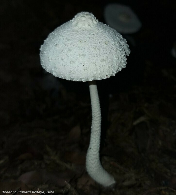 Leucocoprinus cretaceus · March 2024 · photo: © teodoro_chivatabedoya (iNaturalist, cc-by)