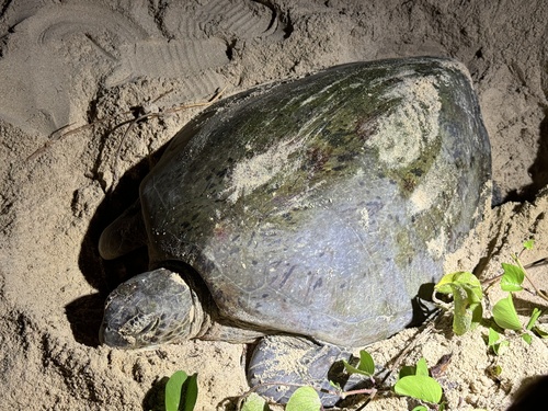 Chelonia mydas observed 2025-01-15