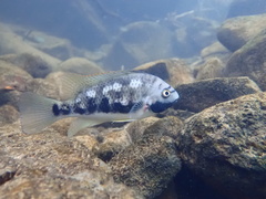Siebold's Cichlid photo 1