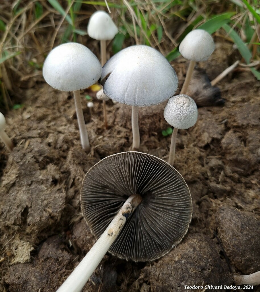 Panaeolus antillarum · March 2024 · photo: © teodoro_chivatabedoya (iNaturalist, cc-by)