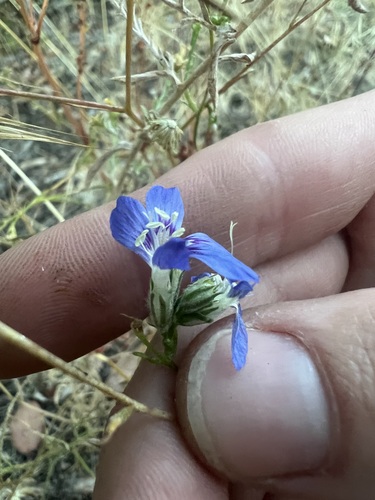 Image of Eriastrum sapphirinum by no rights reserved