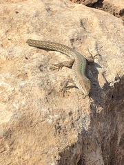 Podarcis filfolensis maltensis