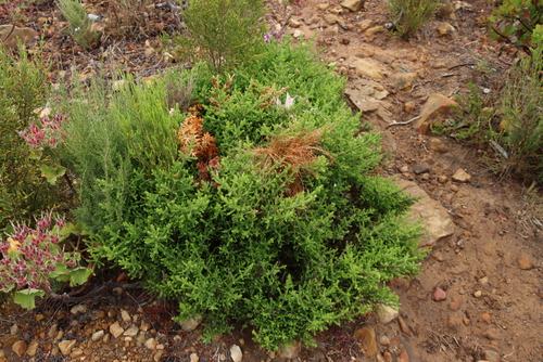 Image of Seriphium cinereum by (c) Tony Rebelo, some rights reserved (CC BY-SA)