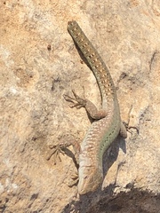 Podarcis filfolensis maltensis