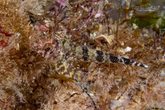 Flag Triplefin photo 5