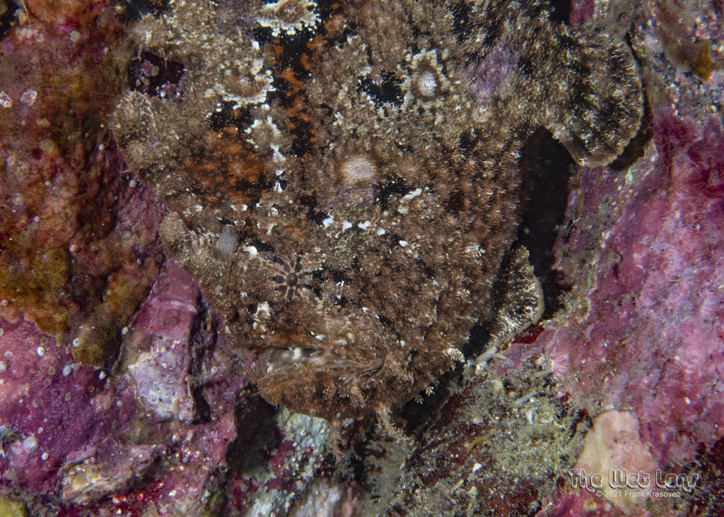 Photo of Bloody frogfish (Antennarius sanguineus)