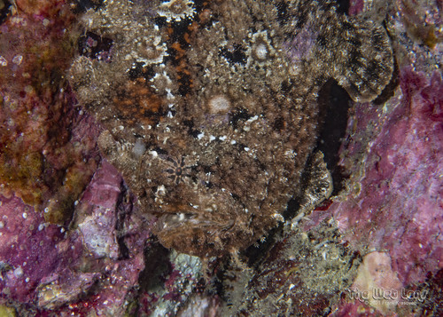 Photo of Bloody frogfish (Antennarius sanguineus)