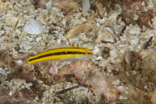 Blackear wrasse (Halichoeres melanotis) — Labridae
