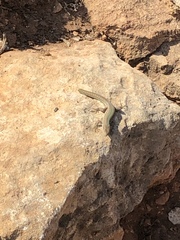 Podarcis filfolensis maltensis