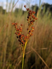Juncus biflorus