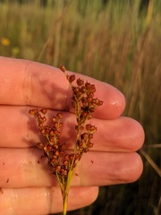 Juncus biflorus