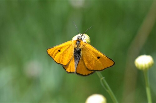 Heliothea