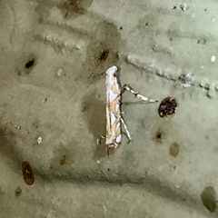 Acrocercops albinatella