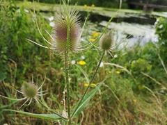 Dipsacus fullonum