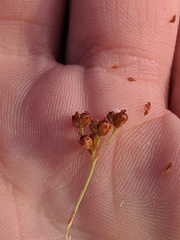 Juncus biflorus