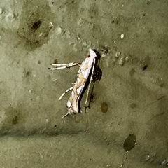 Acrocercops albinatella