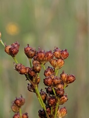 Juncus biflorus