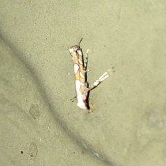 Acrocercops albinatella
