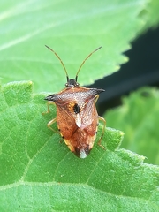 Elasmucha ferrugata
