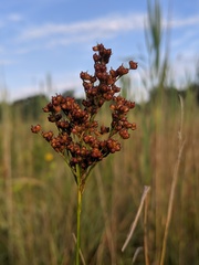 Juncus biflorus