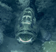 Epinephelus fuscoguttatus