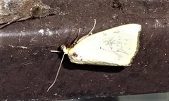 Marimatha nigrofimbria