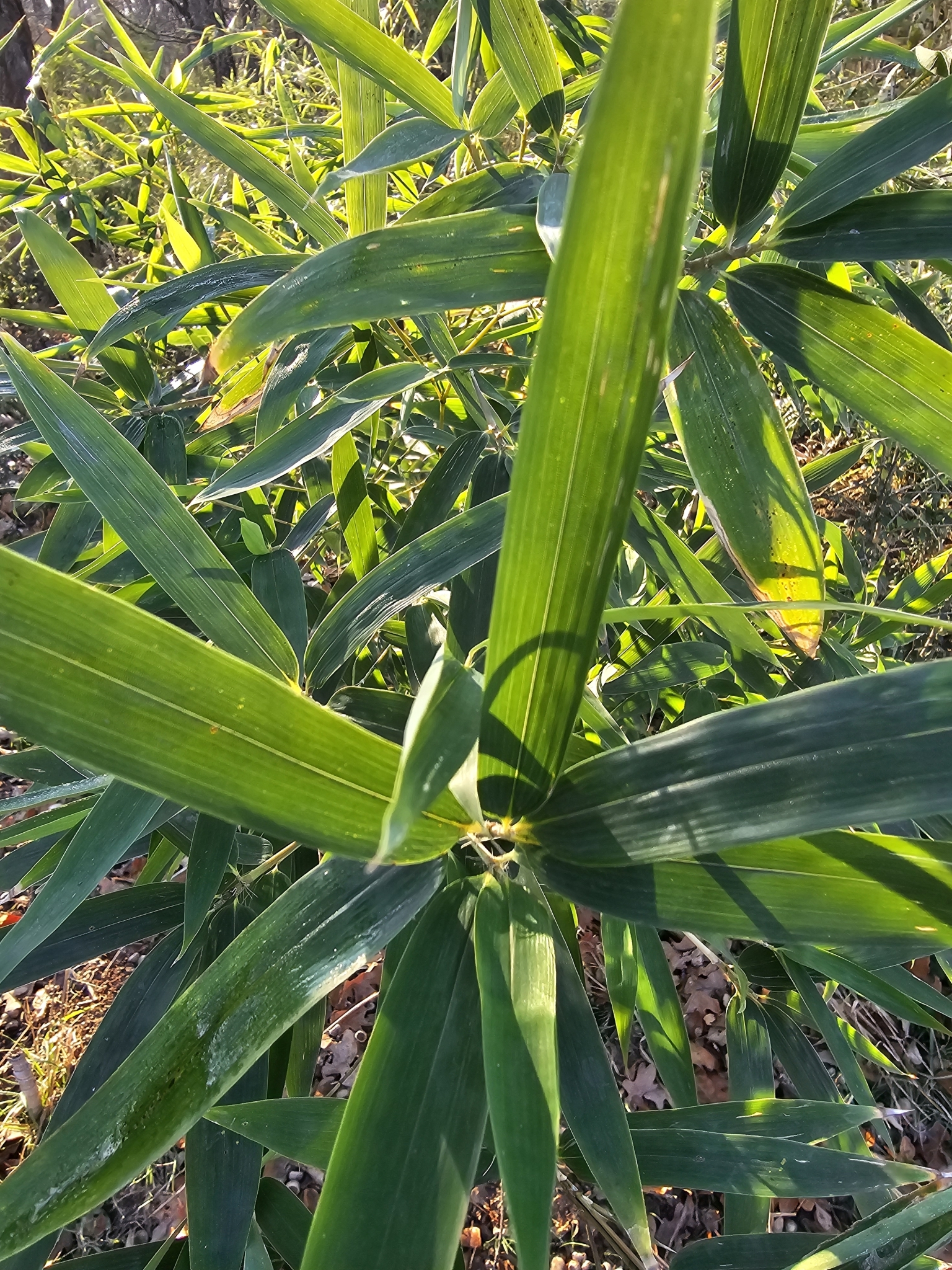 Imagem de Bambu-mossô