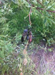 Pachylis neocalifornicus
