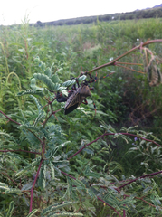 Pachylis neocalifornicus