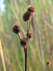 Juncus brachycarpus