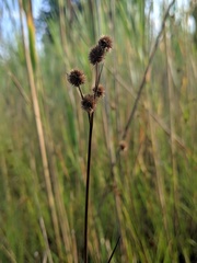 Juncus brachycarpus
