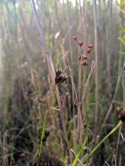 Rhynchospora capitellata