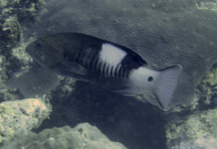 Gracila albomarginata