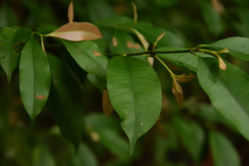 Garcinia intermedia, photograph 2